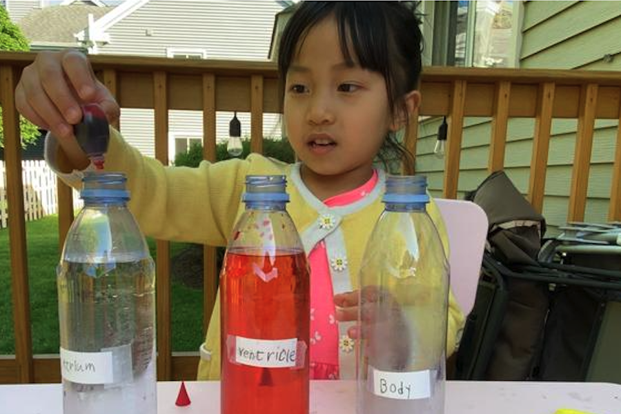 primary age girl doing a science project about the circulatory system at home